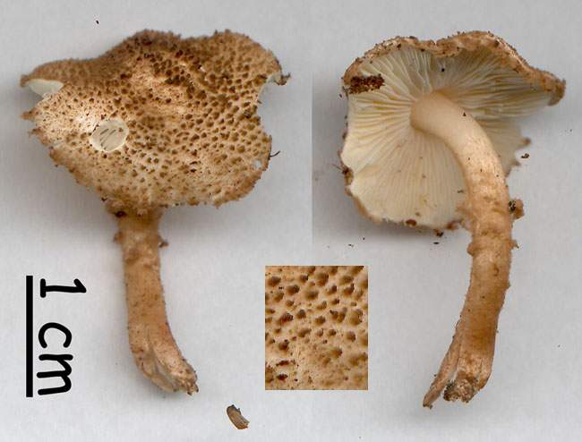 Lepiota carinii